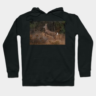 Early Morning Buck - White-tailed Deer Hoodie